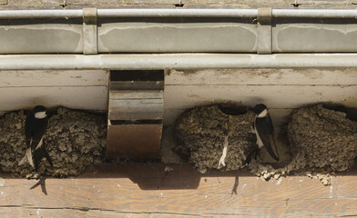 Nids d'hirondelles sous le bord d'une toiture  © hcast