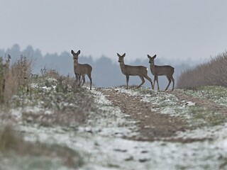 3 deer looking at the road among agricultural fields in winter scenery.