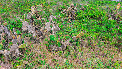 cactus in the beach