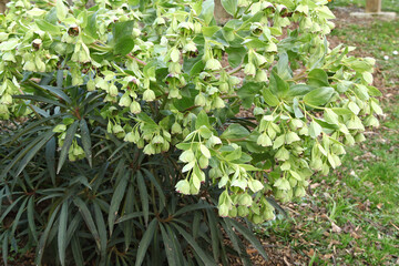 Euphorbe dans un massif	