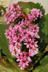 Fleur de Bergenia.