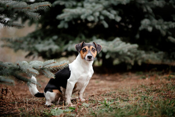 Jack Russell Terrier dog breed on a Foggy Autumn Morning. Dog running. Fast dog outdoor. Pet in the park.