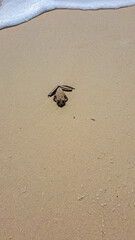 frog in the beach