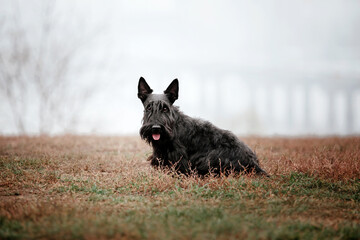 The Scottish Terrier dog at autumn. Dog running. Fast dog outdoor. Pet in the park. Dog playing