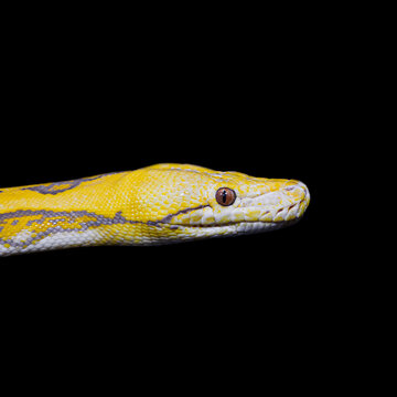 snake