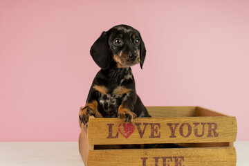 Cute marbled rabbit dachshund puppy sitting in a wooden crate