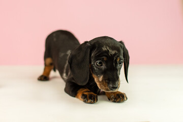 Miniature marbled dachshund puppy on a pink background makes a bow