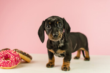 Miniature marbled dachshund puppy on a pink background with donuts