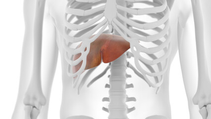 3D rendered Medical Illustration of Male Anatomy - The Liver.
