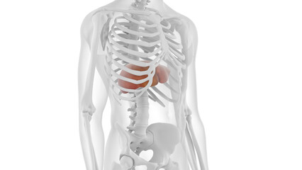 3D rendered Medical Illustration of Male Anatomy - The Liver.