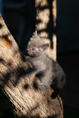 Grey kitten is playing on tree
