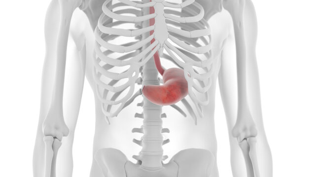 3D rendered Medical Illustration of Male Anatomy - The Stomach.