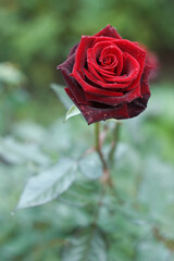 Red rose in the gsrden after rain