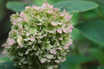 Hydrangea in the october garden, close-up