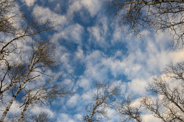 Looking up through leafless trees at a pretty blue sky with puffy white clouds.
