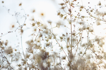 Stenactis annua in the mesdow in sunset