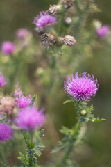 Thistle flower in the meadow at sunset
