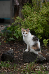 View on kitten in garden