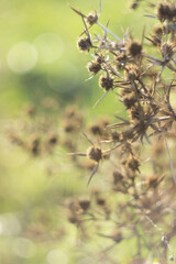 Dry tumbleweed in autumn, close-up
