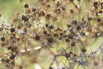 Dry tumbleweed in autumn, close-up