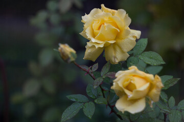 Yellow roses in the autumn garden after rain