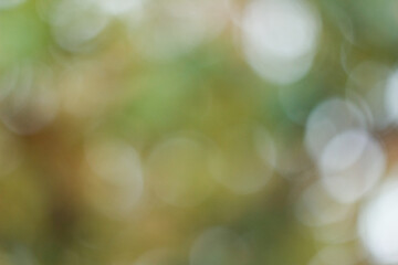 Blurred leaves and light in the grden