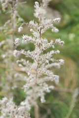 Dry wild plants in the autumn meadow