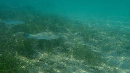 European bass or European seabass, seabass, sea bass, bass (Dicentrarchus labrax) undersea, Aegean Sea, Greece, Halkidiki

