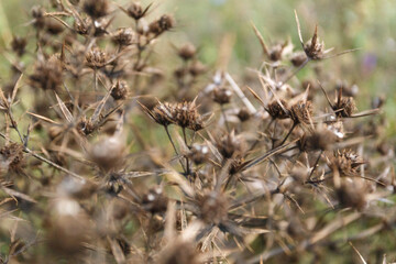 Blurred dry tumbleweed in autumn, close-up