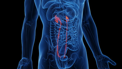 3D Rendered Medical Illustration of Male Anatomy - Ureters