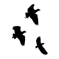 Three birds flying isolated graphic