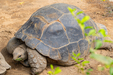 Galápagos giant tortoise (scientific name: Chelonoidis niger) walking on the ground
