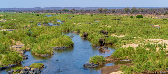 Landscape panorama of natural river bed with elephants walking through grass and reeds to water way