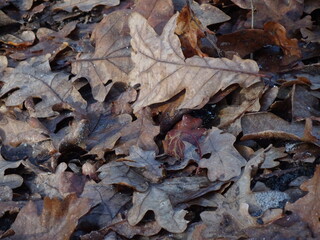 tapis de feuilles mortes sur le sol