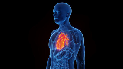 Obraz na płótnie Canvas 3D Rendered Medical Illustration of Male Anatomy - The Heart.