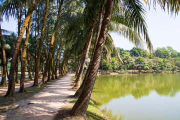 Obraz premium a row of rows trees in the park landscape view