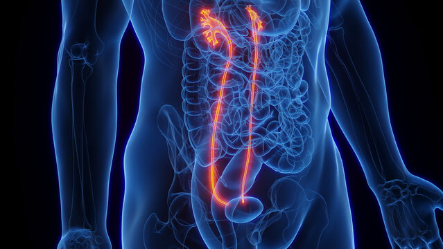 3D Rendered Medical Illustration of Male Anatomy - Ureters.