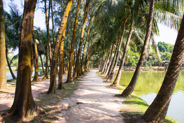 a row of rows trees in the park landscape view
