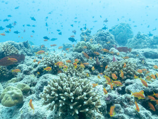 Fototapeta na wymiar Colorful corals and small exotic fishes in the depths of the Indian ocean, Maldives travel concept