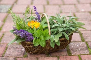 Freshly harvested herbs in a basket in the garden