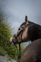 Fototapeta premium Pferd / Pony