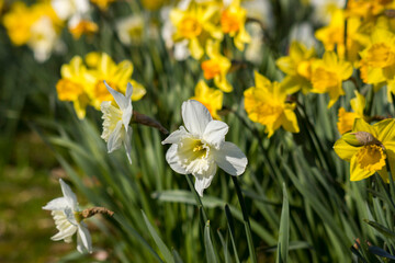 Obraz premium The daffodil, Narcissus pseudonarcissus in a park