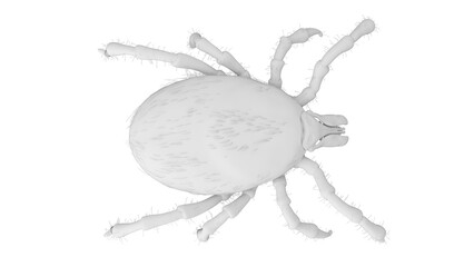 3D Rendered Illustration of a Tick.