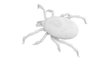 3D Rendered Illustration of a Tick.