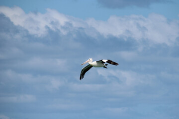 pelican in rottnest island in australia