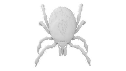 3D Rendered Illustration of a Tick.