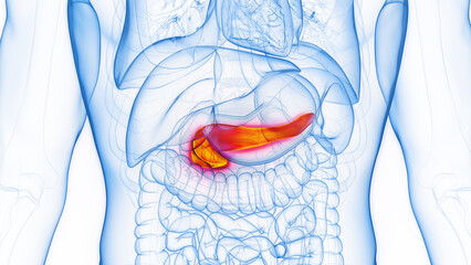 3D rendered Medical Illustration of Male Anatomy - The Pancreas.