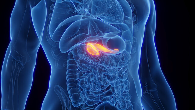 3D Rendered Medical Illustration of Male Anatomy - The Pancreas.