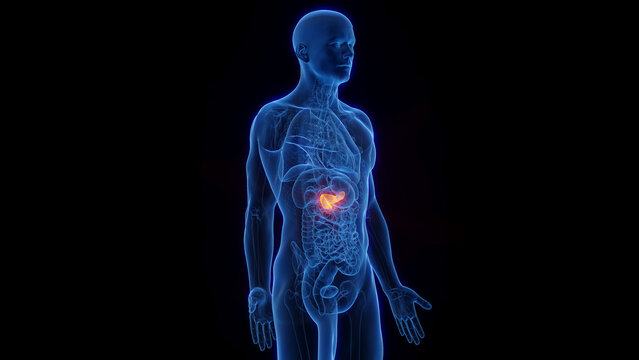 3D Rendered Medical Illustration of Male Anatomy - The Pancreas.