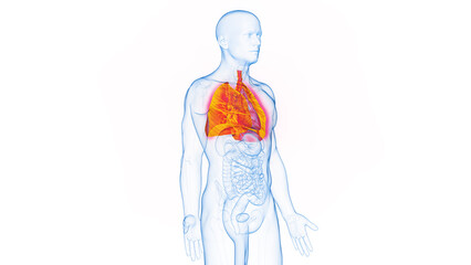 3D rendered Medical Illustration of Male Anatomy - The Lungs.